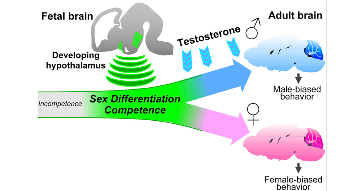 Activities [Forebrain Ptf1a Is Required For Sexual Differentiation Of ...