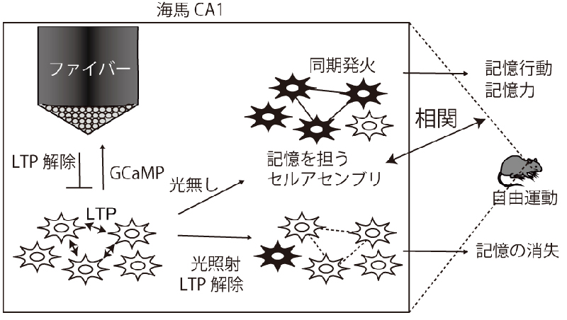研究説明イメージ画像