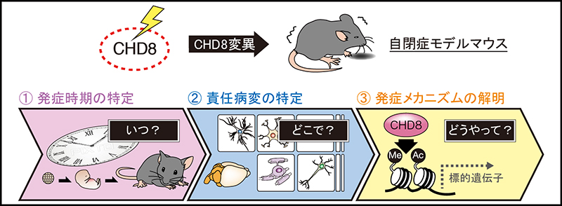 研究説明イメージ画像